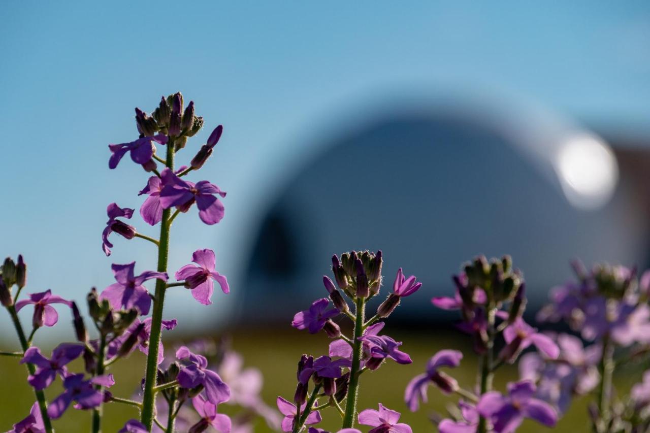 Garden Domes Villa Puerto Natales Exterior photo